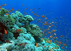 Du lịch lặn biển Nha Trang